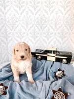 Floyd, a male Labradoodle for sale in Montezuma, GA – Photo 3 of 5