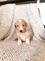 Floyd, a male Labradoodle for sale in Montezuma, GA – Photo 2 of 5