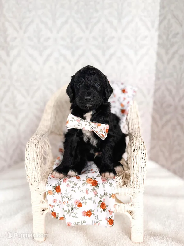 Opie, a male Labradoodle for sale in Montezuma, GA – Photo 1 of 6