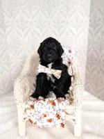 Opie, a male Labradoodle for sale in Montezuma, GA – Photo 1 of 6