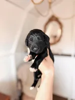 Opie, a male Labradoodle for sale in Montezuma, GA – Photo 5 of 6