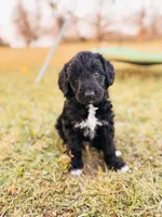 Opie, a male Labradoodle for sale in Montezuma, GA – Photo 2 of 9