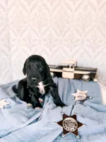 Opie, a male Labradoodle for sale in Montezuma, GA – Photo 3 of 6