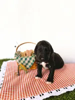 Opie, a male Labradoodle for sale in Montezuma, GA – Photo 4 of 6