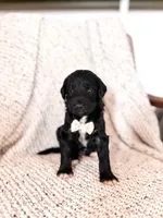 Opie, a male Labradoodle for sale in Montezuma, GA – Photo 2 of 6