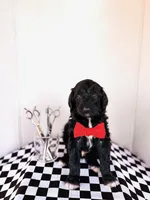 Opie, a male Labradoodle for sale in Montezuma, GA – Photo 3 of 9