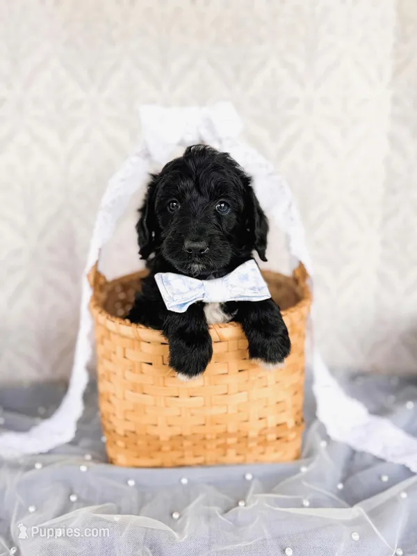 Opie – Labradoodle puppy for sale in Montezuma, GA