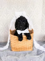 Opie, a male Labradoodle for sale in Montezuma, GA – Photo 1 of 9