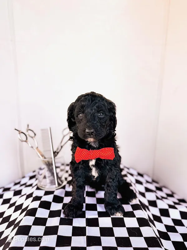 Andy – Labradoodle puppy for sale in Montezuma, GA