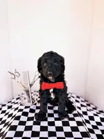 Andy, a male Labradoodle for sale in Montezuma, GA – Photo 3 of 8