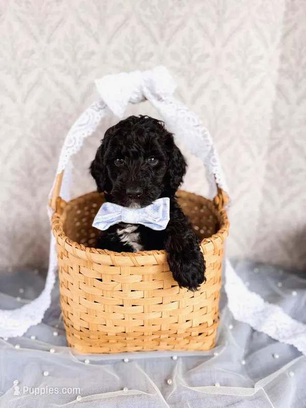 Andy – Labradoodle puppy for sale in Montezuma, GA