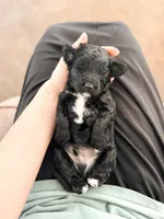 Andy, a male Labradoodle for sale in Montezuma, GA – Photo 3 of 5