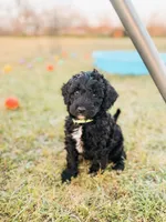 Andy, a male Labradoodle for sale in Montezuma, GA – Photo 2 of 8