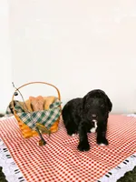 Andy, a male Labradoodle for sale in Montezuma, GA – Photo 4 of 5