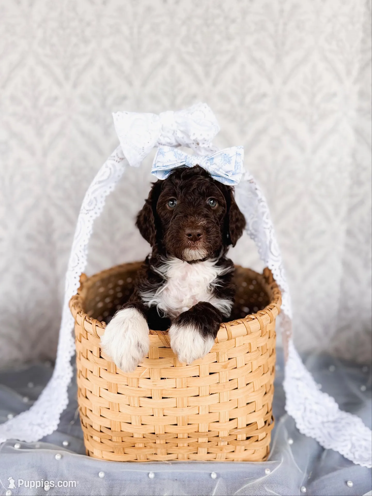 Thelma Lou – Labradoodle puppy for sale in Montezuma, GA