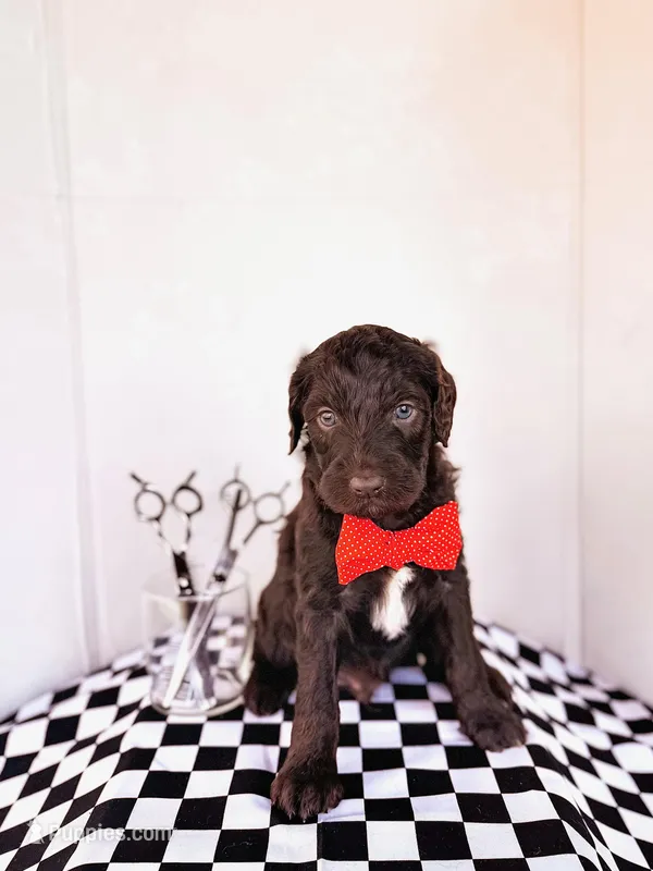 Gomer – Labradoodle puppy for sale in Montezuma, GA