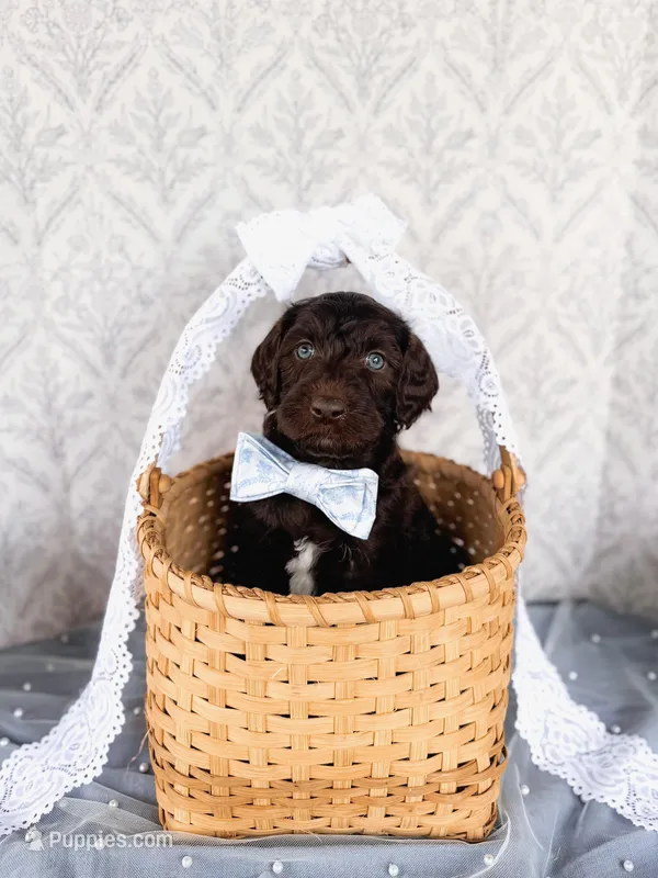 Gomer – Labradoodle puppy for sale in Montezuma, GA