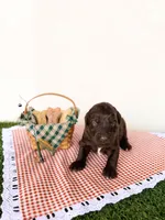 Gomer, a male Labradoodle for sale in Montezuma, GA – Photo 5 of 6