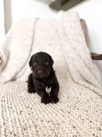 Gomer, a male Labradoodle for sale in Montezuma, GA – Photo 3 of 6