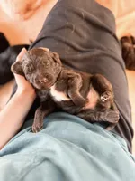 Gomer, a male Labradoodle for sale in Montezuma, GA – Photo 4 of 6