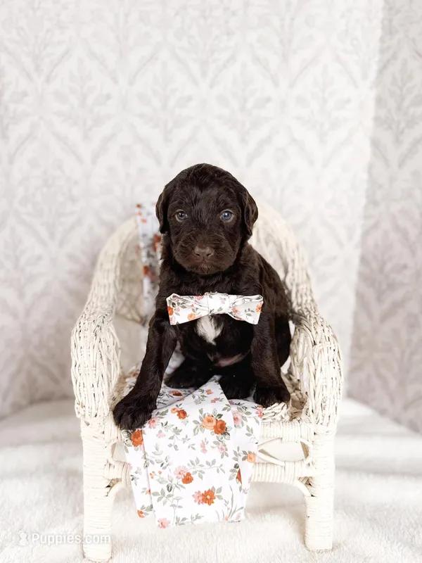 Gomer – Labradoodle puppy for sale in Montezuma, GA