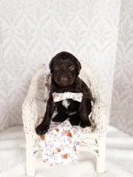 Gomer, a male Labradoodle for sale in Montezuma, GA – Photo 1 of 6