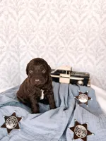 Gomer, a male Labradoodle for sale in Montezuma, GA – Photo 2 of 6