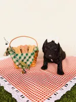 Hellen, a female Labradoodle for sale in Montezuma, GA – Photo 5 of 6