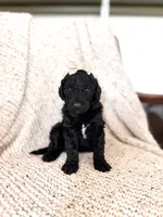 Hellen, a female Labradoodle for sale in Montezuma, GA – Photo 2 of 6