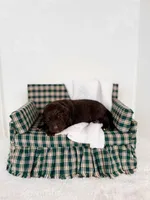 Gomer, a male Labradoodle for sale in Montezuma, GA – Photo 6 of 6