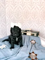 Hellen, a female Labradoodle for sale in Montezuma, GA – Photo 3 of 6