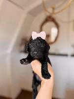 Hellen, a female Labradoodle for sale in Montezuma, GA – Photo 4 of 6