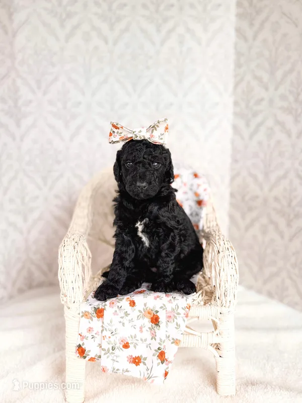 Hellen – Labradoodle puppy for sale in Montezuma, GA