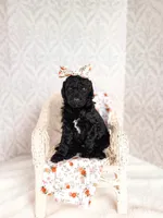 Hellen, a female Labradoodle for sale in Montezuma, GA – Photo 1 of 6