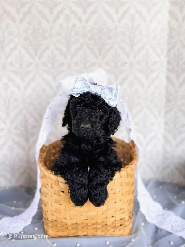 Hellen – Labradoodle puppy for sale in Montezuma, GA