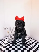 Hellen, a female Labradoodle for sale in Montezuma, GA – Photo 3 of 9