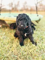 Hellen, a female Labradoodle for sale in Montezuma, GA – Photo 2 of 9