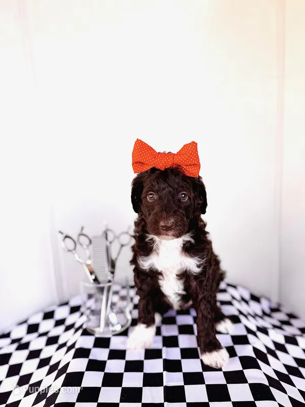 Thelma Lou – Labradoodle puppy for sale in Montezuma, GA