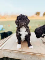 Thelma Lou, a female Labradoodle for sale in Montezuma, GA – Photo 2 of 8