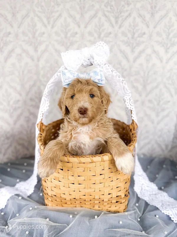 Aunt B – Labradoodle puppy for sale in Montezuma, GA