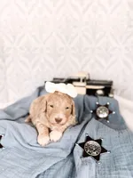 Aunt B, a female Labradoodle for sale in Montezuma, GA – Photo 2 of 5