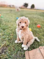 Aunt B, a female Labradoodle for sale in Montezuma, GA – Photo 2 of 8