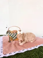 Aunt B, a female Labradoodle for sale in Montezuma, GA – Photo 3 of 5