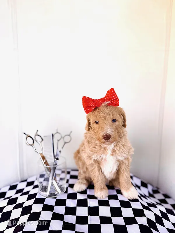 Aunt B – Labradoodle puppy for sale in Montezuma, GA