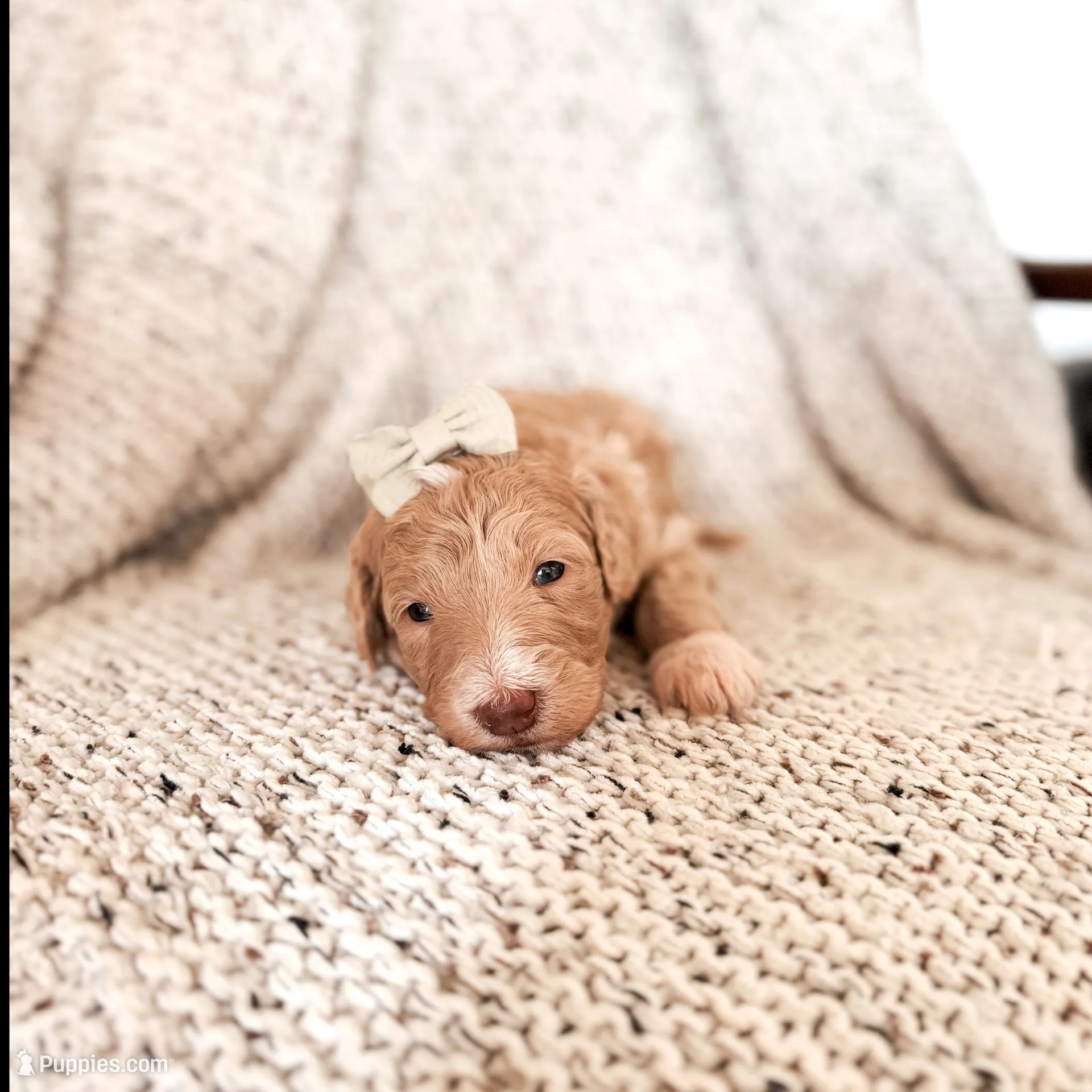 Aunt B, a female Labradoodle for sale in Montezuma, GA – Photo 4 of 5