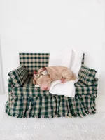 Aunt B, a female Labradoodle for sale in Montezuma, GA – Photo 5 of 5