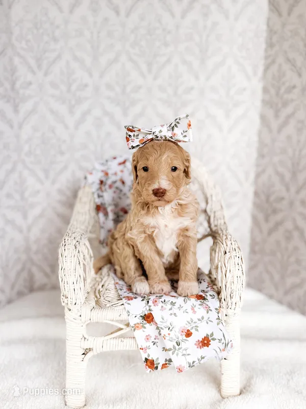 Aunt B – Labradoodle puppy for sale in Montezuma, GA