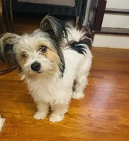 Rocky road , a male Pomeranian and Yorkshire Terrier for sale in New York, NY – Photo 2 of 6