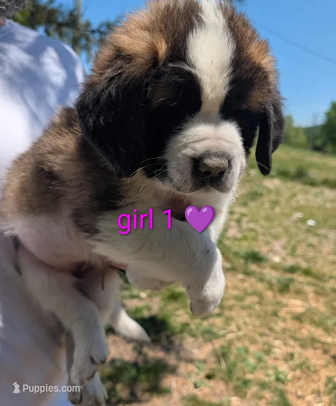 Female Saint Bernard 1 – Saint Bernard puppy for sale in Jeffersonville, KY