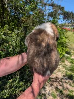 Female Saint Bernard 1, a female Saint Bernard for sale in Jeffersonville, KY – Photo 4 of 4